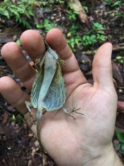 Draco obscurus laetepictus