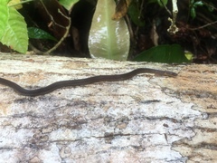Calamaria pavimentata