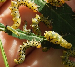 Pristiphora geniculata