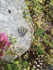 Polyommatus icarus