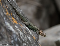 Tropidurus spinulosus