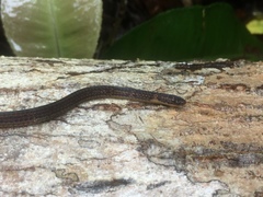 Calamaria pavimentata
