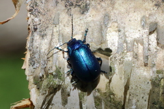 Oreina intricata