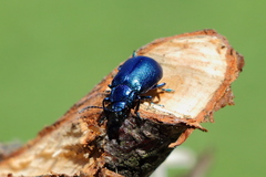 Oreina intricata