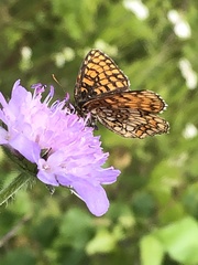 Melitaea athalia
