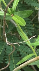 Hypanthidium yucatanicum