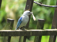 Thraupis episcopus cana