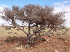 Boscia foetida