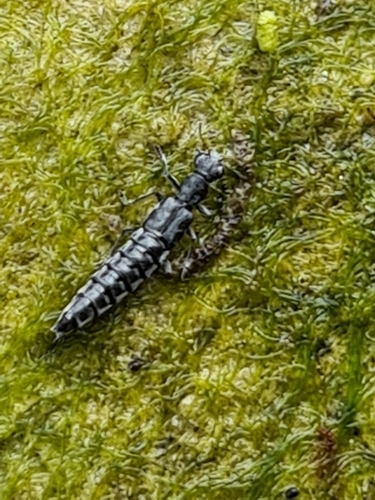 Stenus binotatus