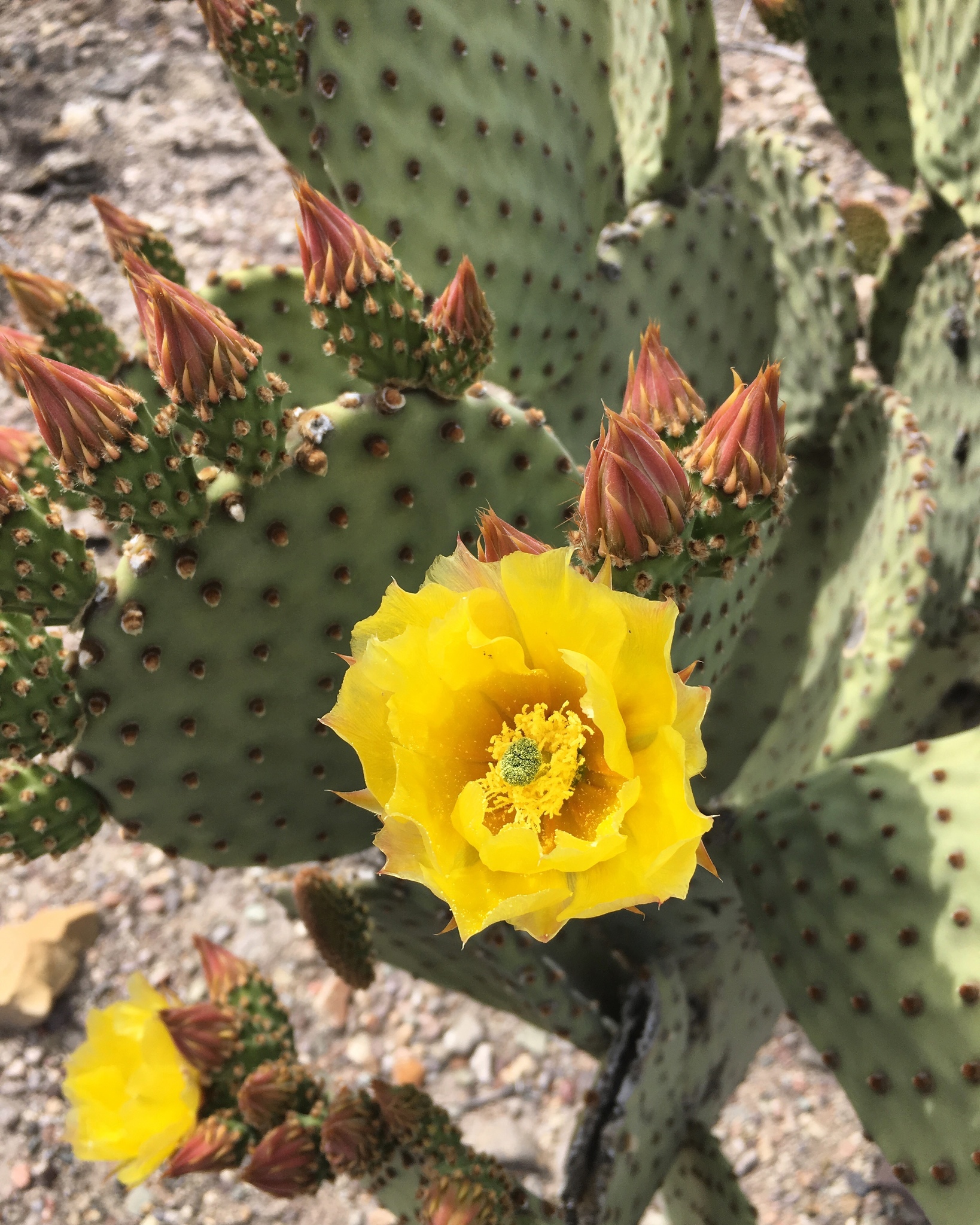 Opuntia rufida