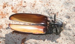 Tetralobus flabellicornis