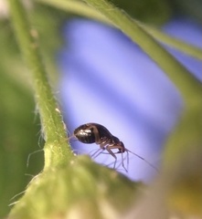 Orthonotus rufifrons