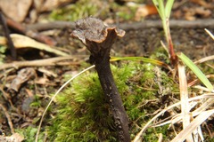 Craterellus calyculus