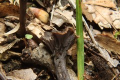 Craterellus calyculus