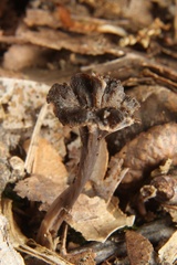Craterellus calyculus