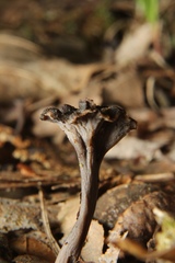 Craterellus calyculus