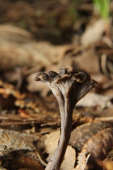 Craterellus calyculus