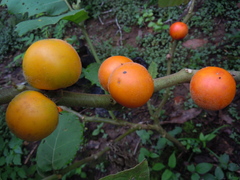 Solanum sessiliflorum