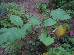 Solanum sessiliflorum