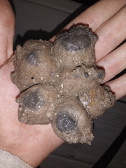 Molgula occidentalis