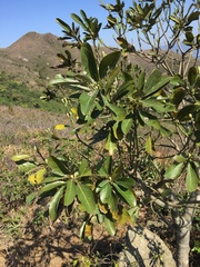 Magnoliales