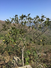 Magnoliales