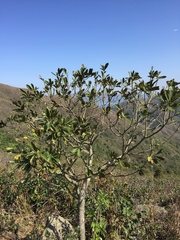 Magnoliales