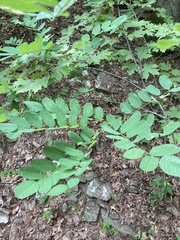 Amorpha ouachitensis