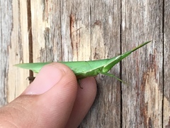 Pyrgomorphidae