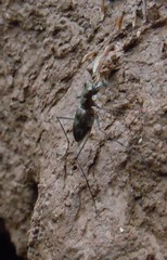 Odontochilina
