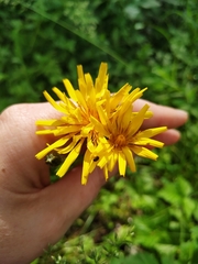 Crepis lyrata