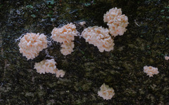 Xylocoremium flabelliforme image