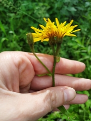 Crepis lyrata