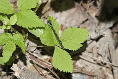 Coenagrion interrogatum