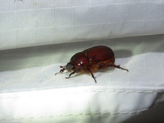 Oxygrylius ruginasus