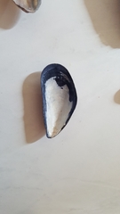 Mytilus edulis