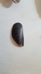 Mytilus edulis