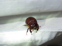 Oxygrylius ruginasus