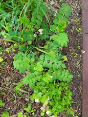 Astragalus glycyphyllos