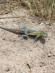 Uta stansburiana stansburiana
