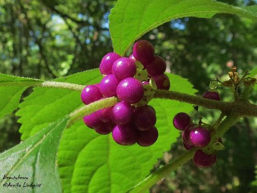 Callicarpa americana