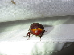 Oxygrylius ruginasus