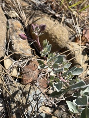 Epilobium rigidum