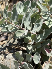 Epilobium rigidum