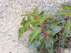 Penstemon clevelandii clevelandii