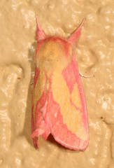 Hyparpax aurora