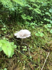 Hygrophorus