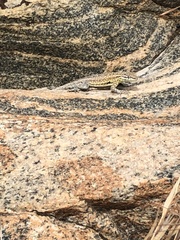 Uta stansburiana stansburiana