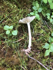 Hygrophorus