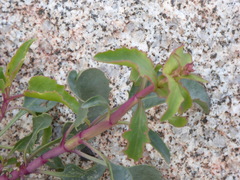 Penstemon clevelandii clevelandii